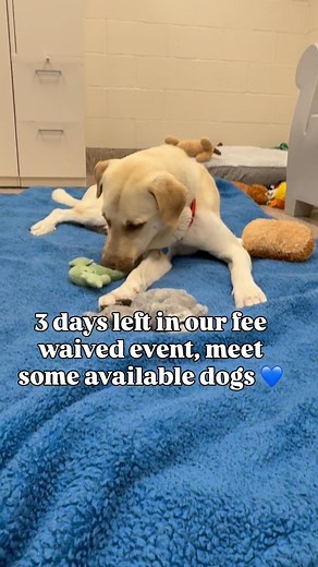 11K views · 1.7K reactions | FEE WAIVED ADOPTION EVENT FOR ADULT DOGS! Runs through Sunday 7/27! We do open adoptions during open hours at each shelter, will put details for each shelter in the comments. For most up to date availability check our website! www.mspca.org/adoptadog | MSPCA-Angell | Facebook