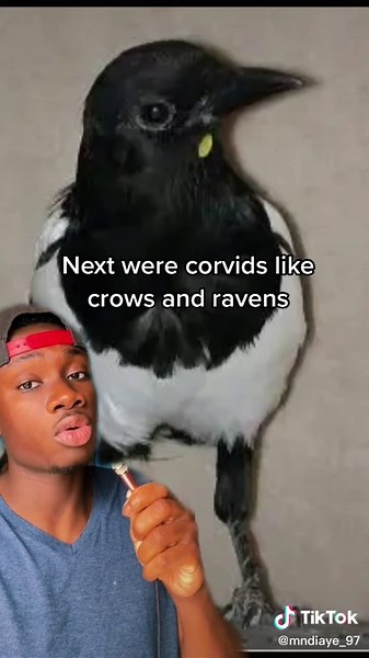 Animals and Self-Recognition: Mirror Test Explained