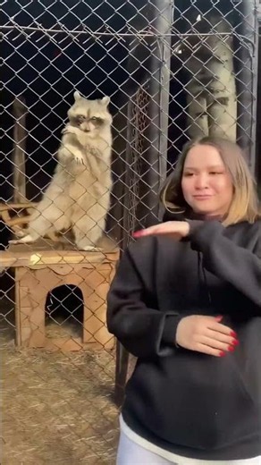 Things Cute Raccoon Never Tell You 🦝🤯