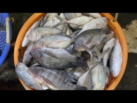 🔴 LIVE: Big Tuna Fish Cutting Master! 🐟🔪🔥🔴