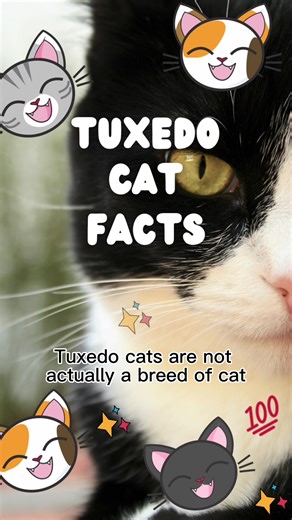 Fascinating Facts About Tuxedo Cats You Didn't Know!