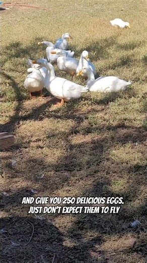 All about Pekin Ducks! #ducks