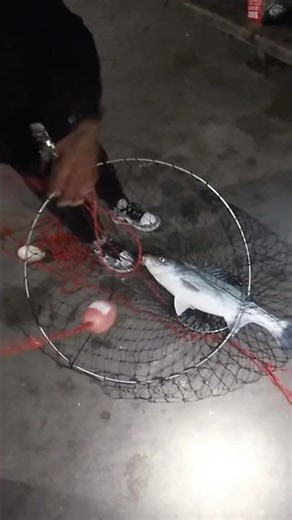 Striper Season on Antioch Pier #viralfishing