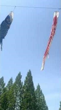 こいのぼり×青空×ギター