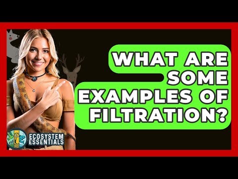 What Are Some Examples Of Filtration? - Ecosystem Essentials