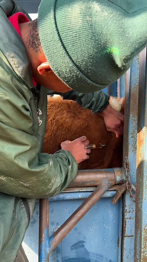 Injecting cattle with terramycin to mainly treat eye infections and dosing with endo lint to control round worms and tapeworms. #FarmLife