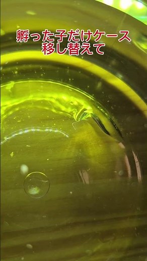 カブトエビの飼育#3 #カブトエビ #自由研究 #実験 #エビ #飼育
