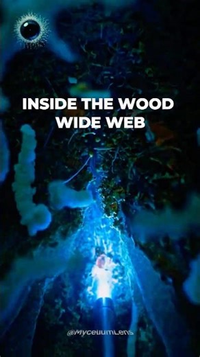 Entering the mycelium network — micro-probe POV || #myceliumlens #mycelium #pov