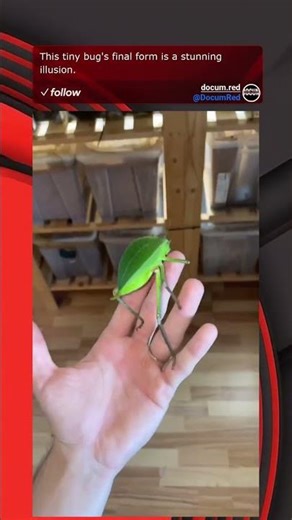 This tiny bug's final form is a stunning illusion.