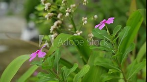 Madagascar periwinkle purple flower view with blurry background. Shot with camera trucking movement slowly