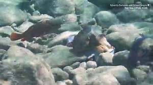 Video shows octopuses 'punching' fish in the Red Sea