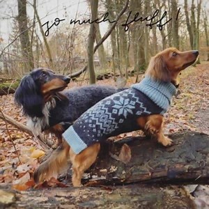 21K views · 3.3K reactions | World's first outfitter for dachshunds. We have chic coats that fit their long backs! | Dachshund Couture | Facebook