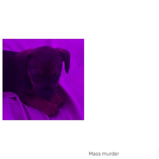 The Deceptive Innocence of a Dachshund Puppy