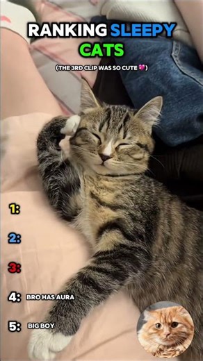Ranking the Sleepiest Cats Ever 😴😼