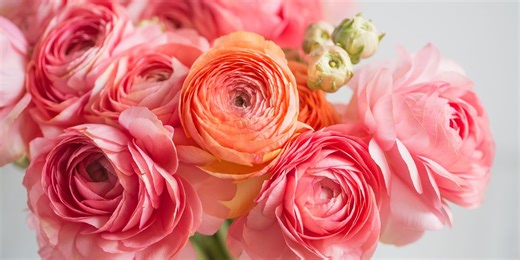 How to plant and care for ranunculus – tips to supercharge their growth and bloom beautifully