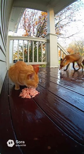 Fox and Cat Eat Fish Under Tree Shadows🦊🐱 #cat fox #wildlife #shorts #animals #cute