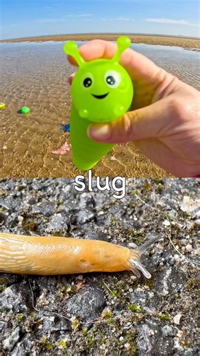 Toy Learning Fun | Kids Learn Bug Insect Names at the Beach: Rhino Beetle Bee Slug Ladybug