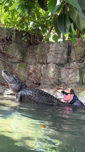Alligator Bellowing: A Mesmerizing Display of Nature's Symphony