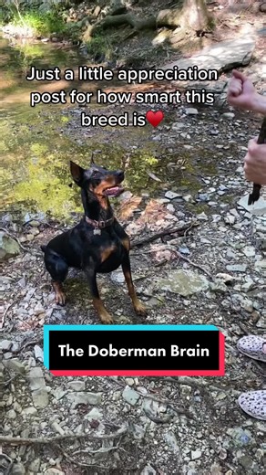 Olivia the Doberman: A Smart and Loyal Companion