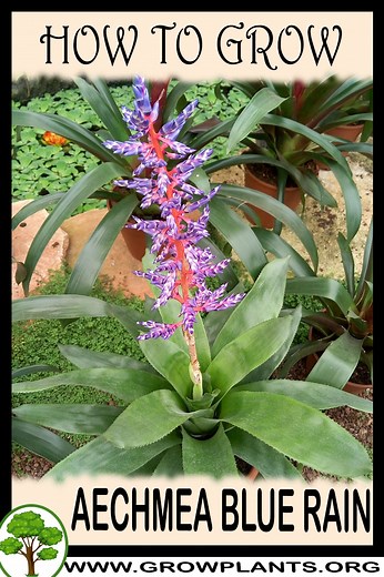 Aechmea Blue Rain - How to grow & care
