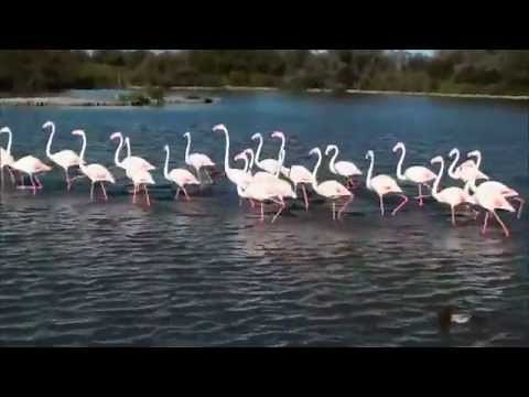 LES FLAMANTS ROSES