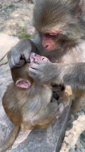 Exploring the Fascinating World of Monkeys