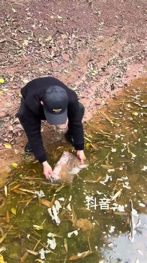 Real-Life Fish Cage Adventure: Daily Fish & Shrimp Harvest