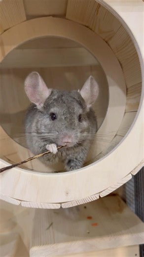 This branch never stood a chance😂 #shorts #chinchilla #cuteanimals