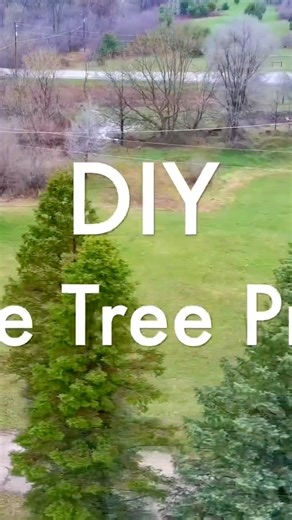 DIY How to Prune your Spruce #arborist #tree #diy #doityourself #treepruning #gardening #sprucetree