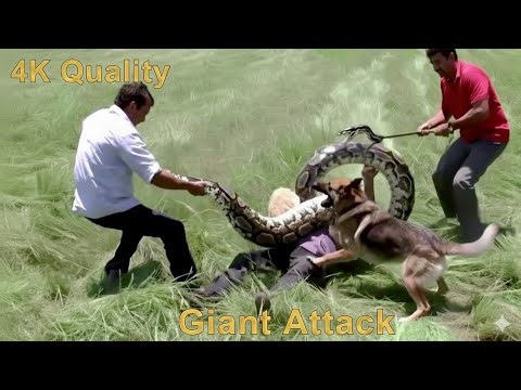 HERO DOG vs GIANT PYTHON! 🐍 Incredible Sheep Rescue & Release