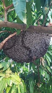 27K views · 1K reactions | Giant honeybees 'shimmering' waves behaviour occurs when a predator approaches. A chemical called Nasonov pheromone is released to embolden them to stay together. Honeybees also use the Nasanov scent to locate home, food, and water sources.  via sciencesetfree IG | Roar Wildlife News | Facebook