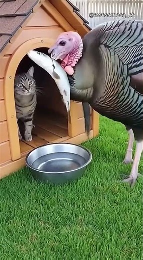魚を守る猫 / Cat Defends Fish from a Turkey / 물고기를 지키는 고양이 #CatDefense #AnimalAction #FishGuard