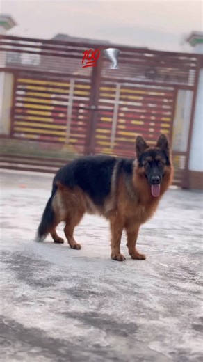 German shepherd 🇩🇪dog🐕 on Instagram: "⛳️💯 #doller #trinding #germanshepherd #germany🇩🇪 #germany #german #longcoat #longhair #dogsofinstagram #instagram #viralreels #doglovers #doglife #dogkennel #import"