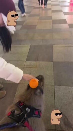 Why Capybaras are the Ultimate Symbols of Peace and Love