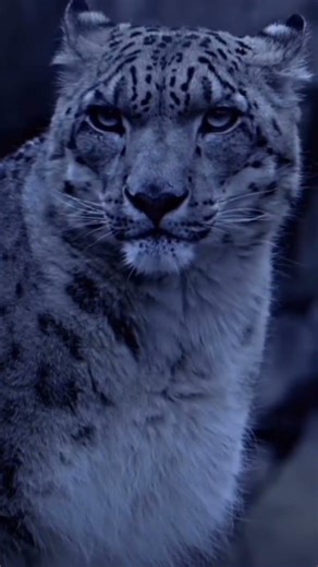 Snow Leopard: The Ghost of the Mountains | World’s Most Mysterious Predator