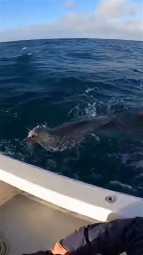Animal Miracles on Instagram: "Seal Jumps on Boat in Terrifying Close Call — Shark Misses by Inches!🦭🦈#sharkattack #rescuedanimals #animalrescue #seal #shark"