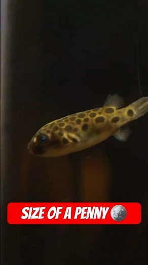 Tiny Puffers🐡 Your New Freshwater Aquarium Obsession!