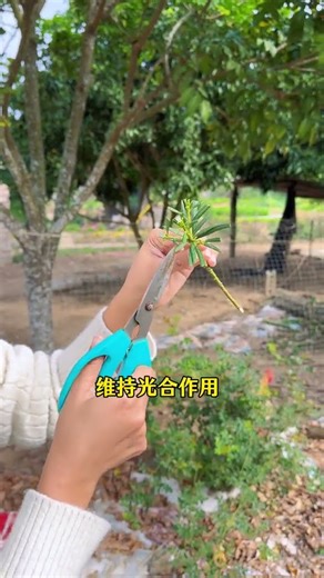 Podocarpus is propagated by cuttings#Flowers and green plants#Planting tips#Tips for