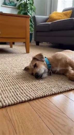 Adorable Chihuahua Moments on TikTok