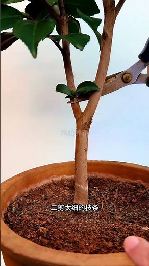 Boost Camellia Blossoms - Prune Wisely for Maximum Bloom