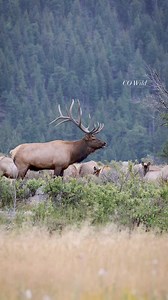 50K views · 697 reactions |  look how high his pee goes!! Bull elk, like to douse themselves in urine to attract the females. The urine soaks into their hair and gives them a distinct smell which attracts cows.  from a past September. #estespark #rmnp #elk #rut #bullelk #wildlife #wildlifephotography #nationalgeographic #natgeo #fyp #reelsfacebook #foryourpage #foryou #funnyvideos | Colorado Wild Photography | Facebook