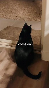 408K views · 10K reactions | Talkative fat boi  . https://pets-community.site/cat-and-dog-join-forces-in-the-funniest-way #dog #cat #BestFriends #pets #wholesome #cute Credit: Brittney | Cat Lover | Facebook