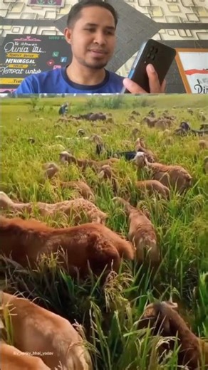 Goats Harvest Rice