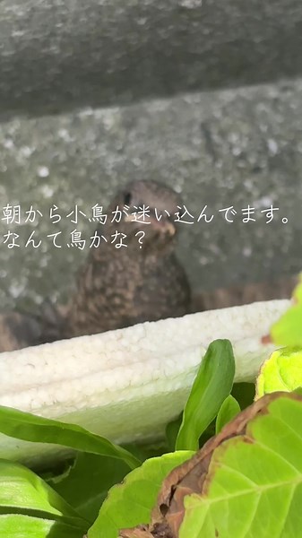 朝の小鳥の不思議な鳴き声