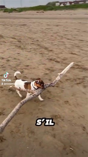 #Jack Russell #dog #canine #