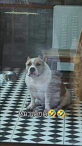 หมาเด็กดี...จะนำหน้าเสมอ 🤣🤣 #มารวยมาเรีย #americanbully #สัตว์เลี้ยงน่ารัก #bulldog #สัตว์เลี้ยง