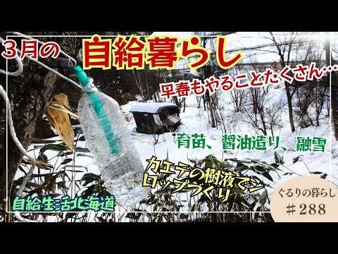 Self-sufficient living in early spring [Life around me] #288 Introducing self-sufficient living i...