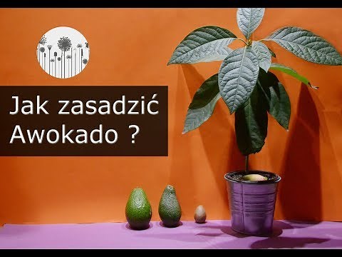 Jak wyhodować i zasadzić awokado z pestki?