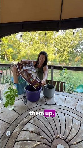 Propagating basil with ‪@FoxFarmFertilizerCo‬ Happy Frog potting soil #garden