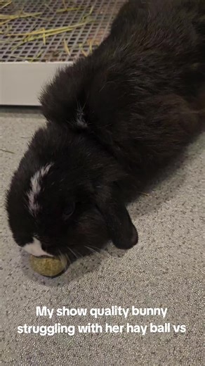 drunken.bunnies on TikTok